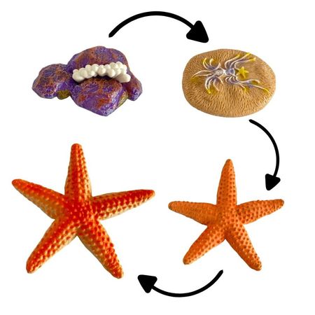 Ciclo de vida de la estrella de mar chanitos biologia montessori CMS-CVEMAR