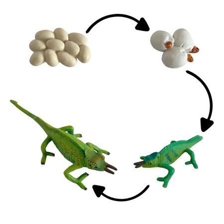 Ciclo de vida del camaleon chanitos biologia montessori CMS-CMEON