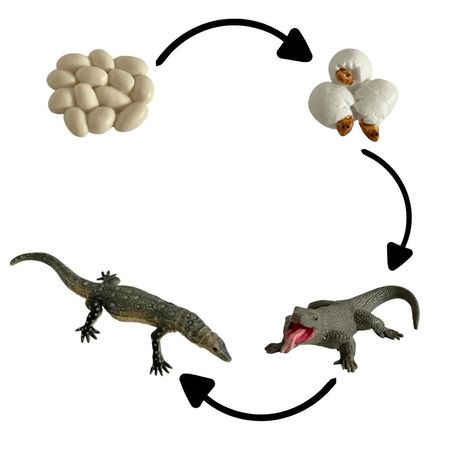 Ciclo de vida del dragon de komodo chanitos biologia montessori CMS-CVDRAKOM