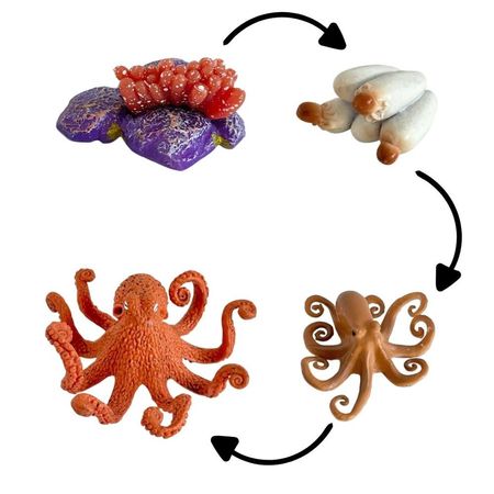 Ciclo de vida del pulpo chanitos biologia montessori CMS-CVPUL