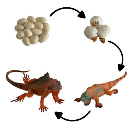 Ciclo de vida de la Iguana chanitos biologia montessori