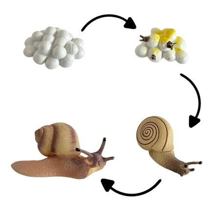 Ciclo de vida del caracol chanitos biologia montessori CMS - CVCRCL