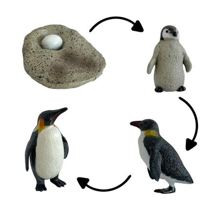 Ciclo de vida del pinguino chanitos biologia montessori CMS-CICPIN