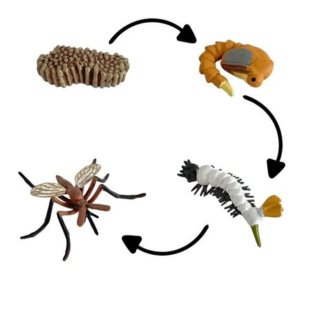 Ciclo de vida de la zancudo chanitos biologia montessori CMS-CVZAN