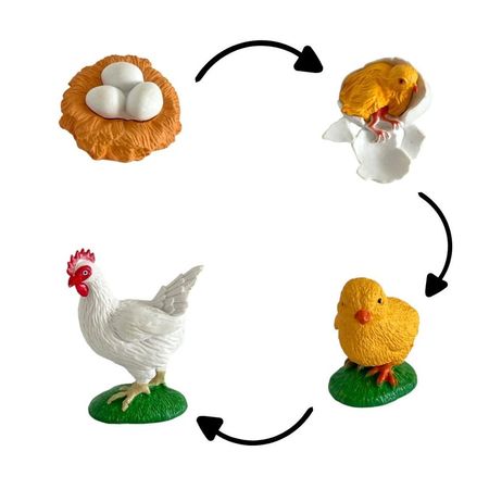 Ciclo de vida del pollo chanitos biologia montessori CMS-CICPOL