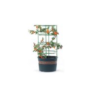 Soporte para Flores Interiores