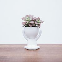 Maceta de Cerámica Figura Blanco Mate 9.5 x 10 cm.