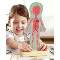 Rompecabezas Magnético Hape Del Cuerpo Humano