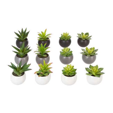 Planta en maceta 13cm Atmosphera