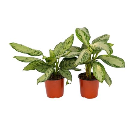 Planta Aglaonema Silver Bay 4Estaciones