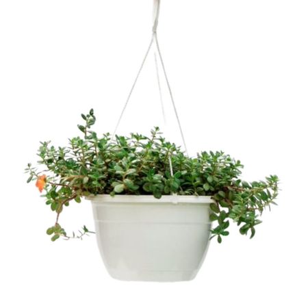 Planta Coqueta en maceta colgante 4Estaciones