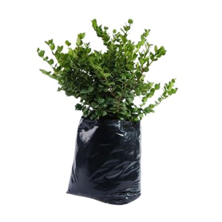 Planta Carissa Enana B1 4Estaciones