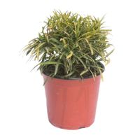 Planta Croton Cinta Chico 4Estaciones