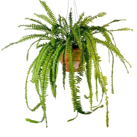 Planta Helecho Babilonico 4Estaciones