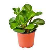 Planta Peperomia Verde y Variegada 4Estaciones