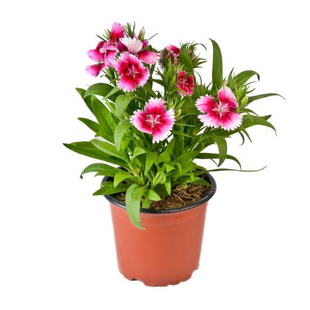 Planta natural Clavelina 4Estaciones