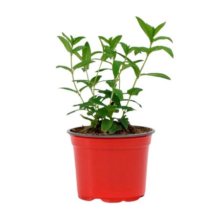 Planta natural Menta 4Estaciones