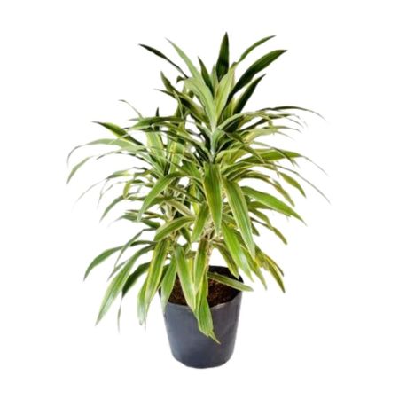 Planta Dracaena Amarilla 4Estaciones