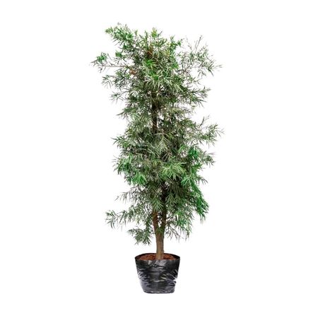 Planta Podocarpus Bls Esp 4Estaciones