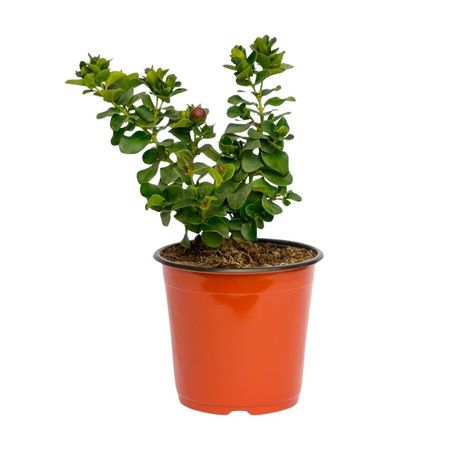 Planta Carissa Enana B3a 4Estaciones