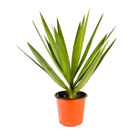Planta Yucca Verde B1 4Estaciones