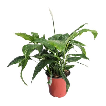 Planta Spatifilium Tasson 4Estaciones Orgánica de Interior