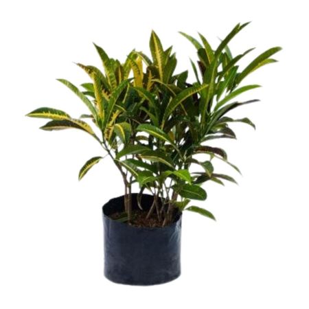 Planta Croton Mediano Amarillo B1 4Estaciones