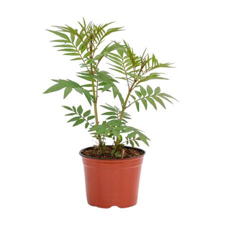 Planta natural Huacatay 4Estaciones