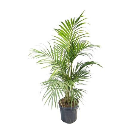 Planta Palmera Hawaiana Bls 4Estaciones