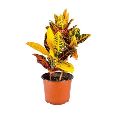 Planta Croton Petra Chico 4Estaciones