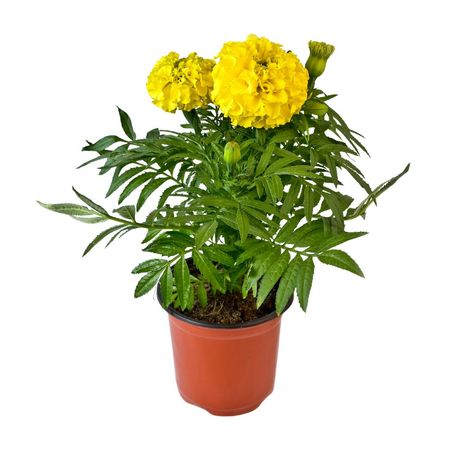 Planta natural Marigold 4Estaciones