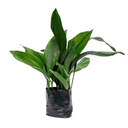 Planta Aspidistra 4Estaciones Verde Semisombra 40x50cm