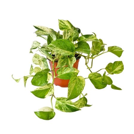 Planta Boa Amarilla 4Estaciones