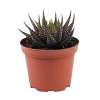 Planta Cactus Mix Mp8 4Estaciones