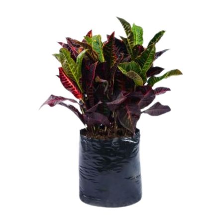 Planta Croton Mediano Glorioso B1 4Estaciones