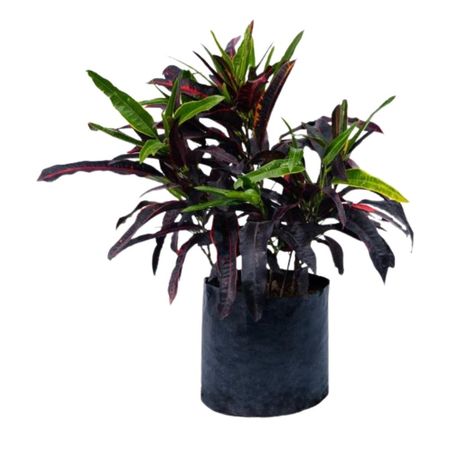 Planta Croton Mediano Sto Domingo B1 4Estaciones