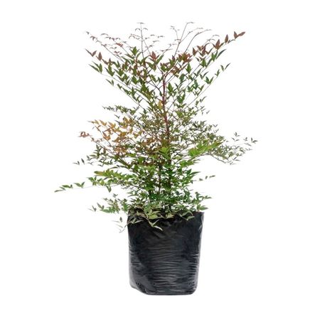 Planta Nandina B1 4Estaciones