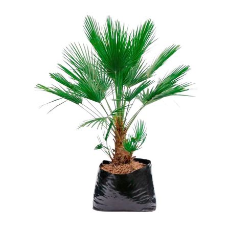 Planta Palmera Brahea 4Estaciones