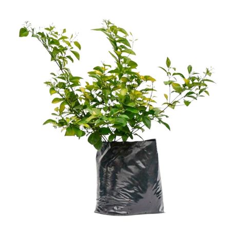 Planta Jazmin Oloroso 4Estaciones