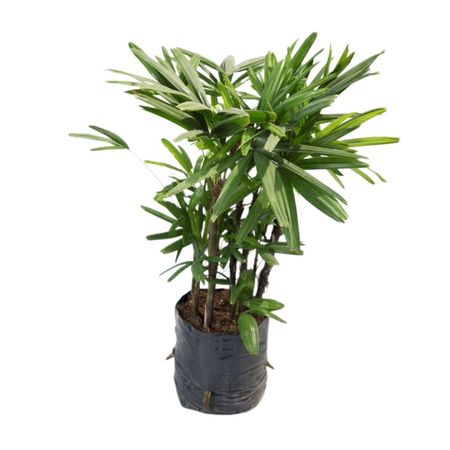 Planta Palmera Raphis Bls Esp 4Estaciones