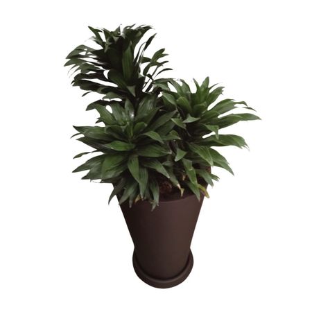 Planta de Interior Dracaena Verde Compacta Trabajada + Maceta 4Estaciones