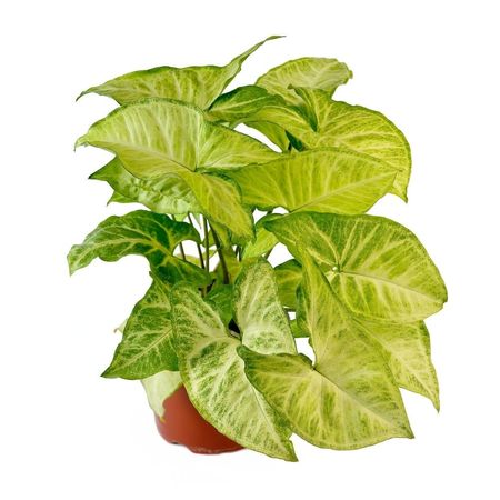 Planta Singonio Mp 4Estaciones