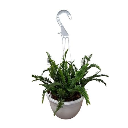 Planta natural Helecho Enano en maceta Blanca con tirante 4Estaciones