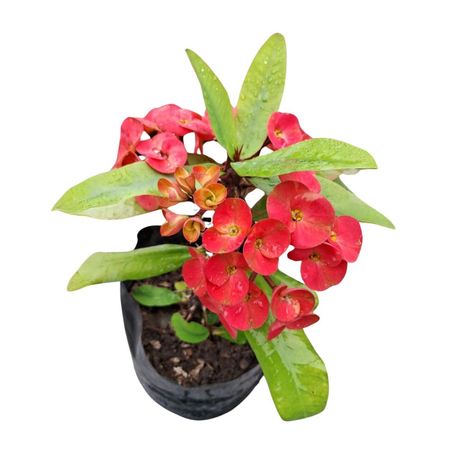 Planta natural Corona De Cristo Gigante 4Estaciones