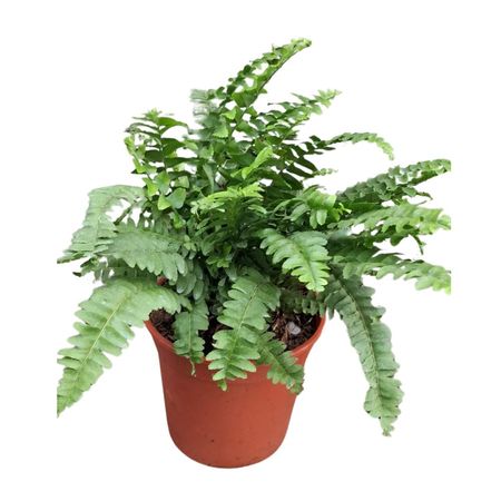 Planta Helecho Boston 4Estaciones Interior Azul 30x25cm