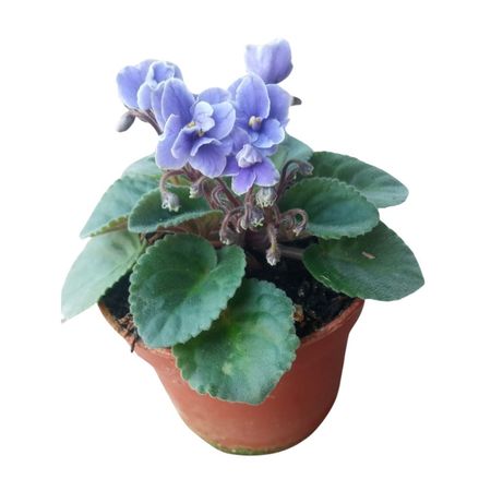 Planta natural Violeta Africana 4Estaciones