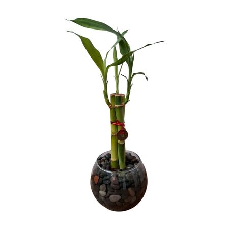 Planta natural Lucky Bambu 4Estaciones