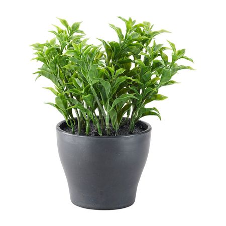 Hojas Verdes en maceta 15cm Orange