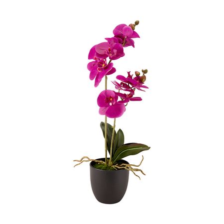 Orquídea Morada en maceta 61cm Orange
