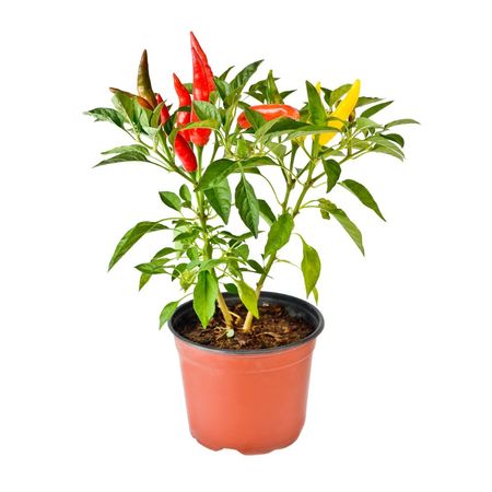 Planta natural Ají 4Estaciones